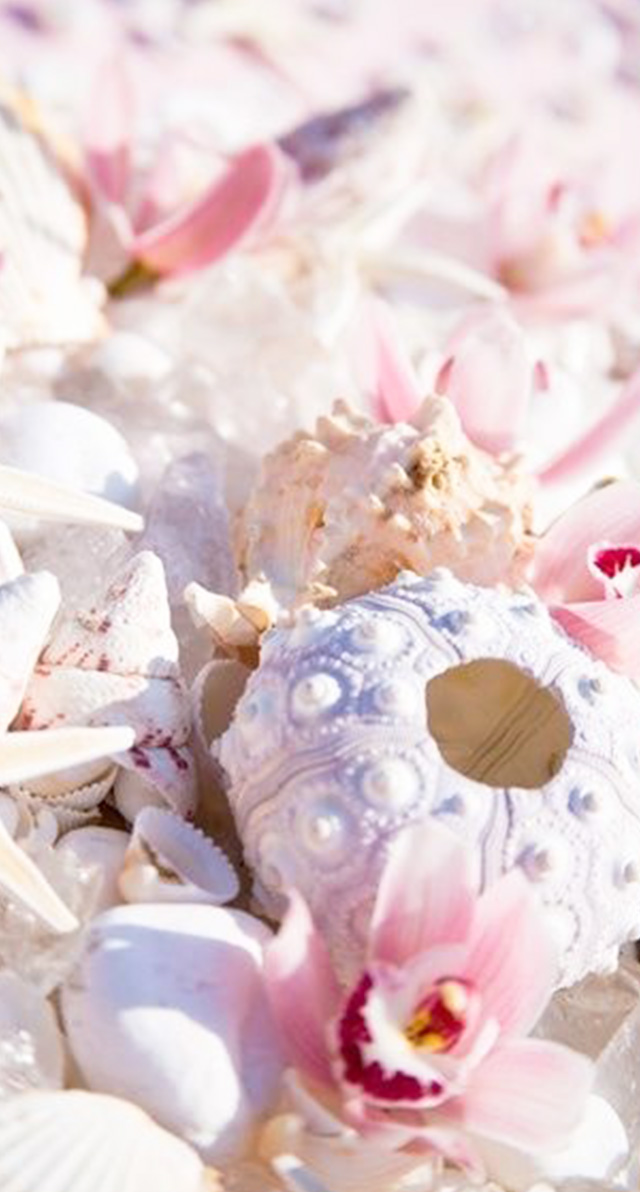 baixar papel de parede para celular baixar papel de parede para celular, papel de parede conchas papel de parede conchas, papel de parede de sereia papel de parede de sereia, papel de parede para celular sereia papel de parede para celular sereia, papel de parede para iphone papel de parede para iphone, papel de parede para samsung papel de parede para samsung, papel de parede pérolas papel de parede pérolas, papel de parede sereismo papel de parede sereismo, sereia, sereismo, mermaid, siren, mermaid wallpaper, sereia wallpaper, papel de parede sereia, papel de parede sereismo, ariel, papel de parede ariel, pequena sereia, a pequena sereia, conchas, pérolas, glitter 