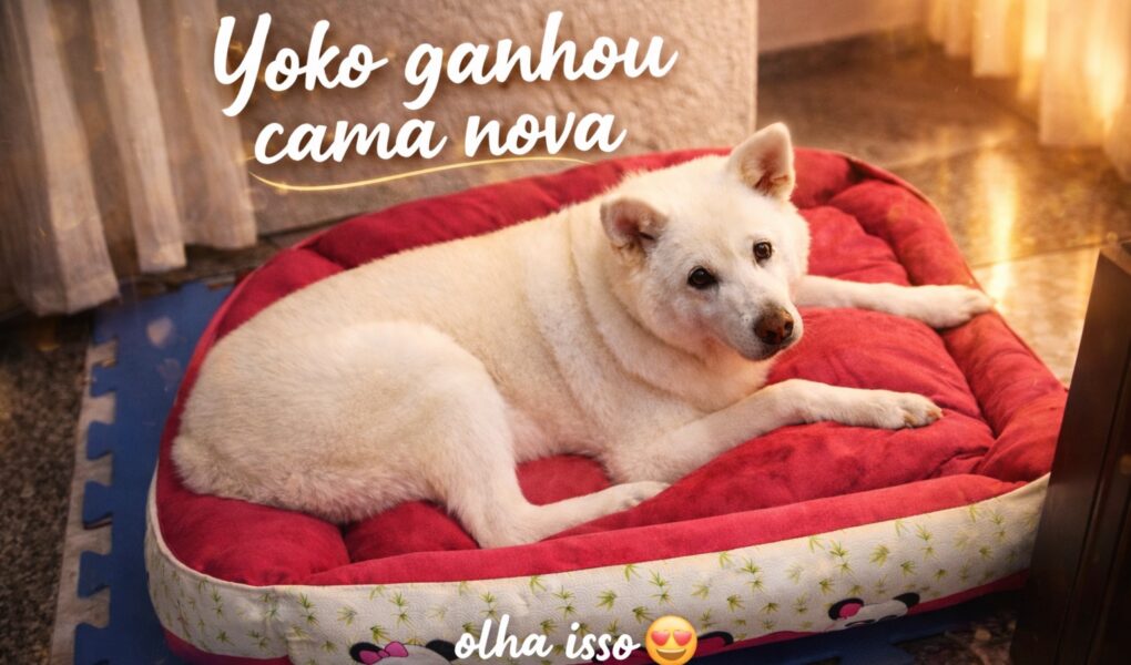 Cama gigante para cachorro: um achadinho pet que chamou atenção