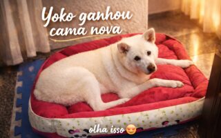 Cama gigante para cachorro: um achadinho pet que chamou atenção