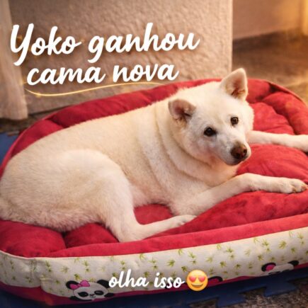 Cama gigante para cachorro: um achadinho pet que chamou atenção