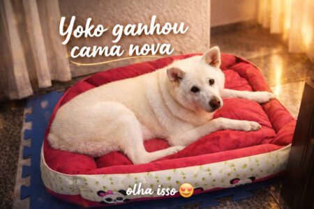 Cama gigante para cachorro: um achadinho pet que chamou atenção
